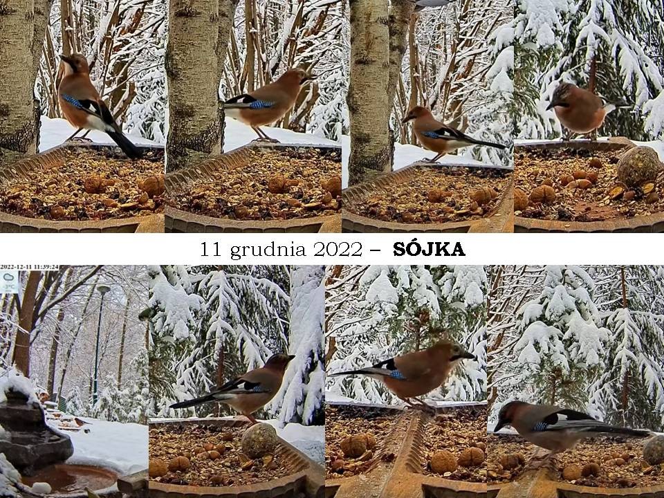 livebirdspoland_9bff02a5a3139a2587a998817f757da9.jpg