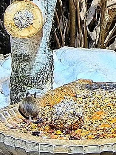 livebirdspoland_71e7c6a7cf0d08f710b02a3b258502bd.jpg