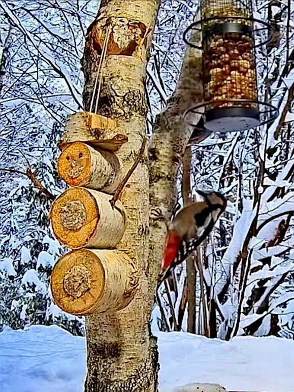 livebirdspoland_c14dd92cca2945a328fdabecd269dc1e.jpg