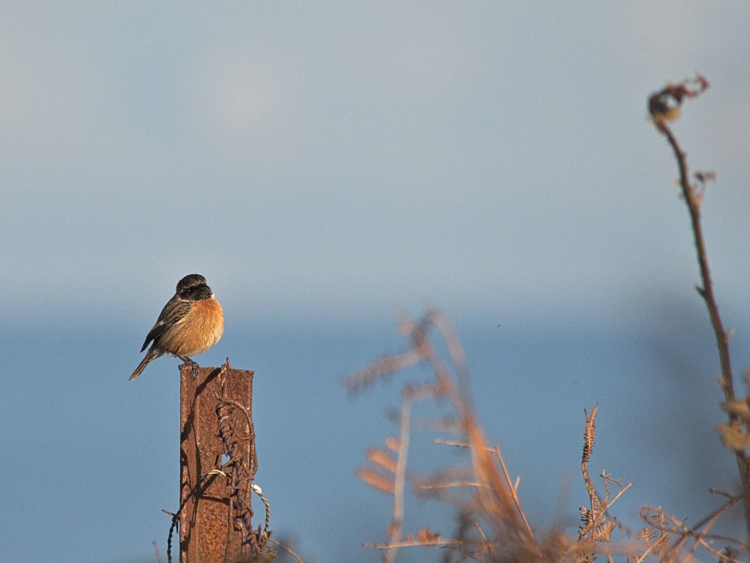livebirdspoland_a3bfa995d6088c6bc9360e9ca9cf0c08.jpg