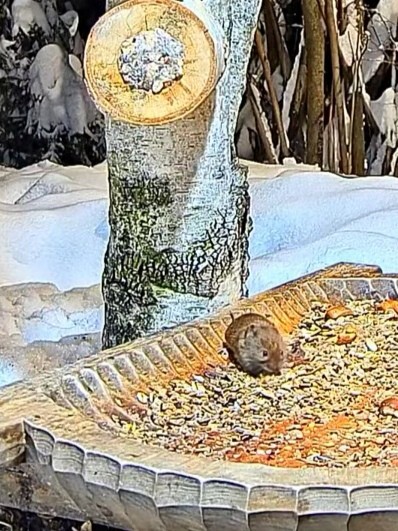 livebirdspoland_49b62a9335799d6342dbe253c62d5d8b.jpg