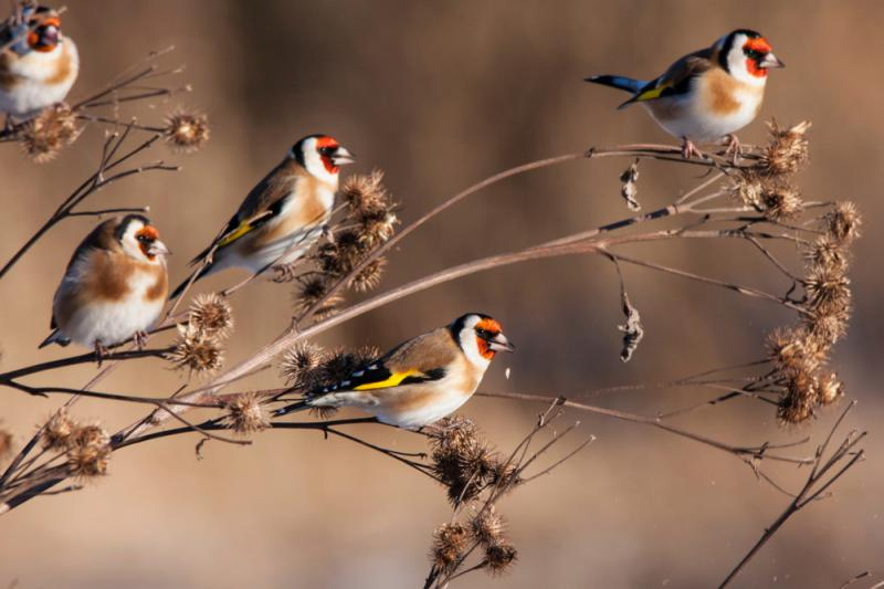livebirdspoland_f84647fb2d21dda5ed50986ecbb432ee.png