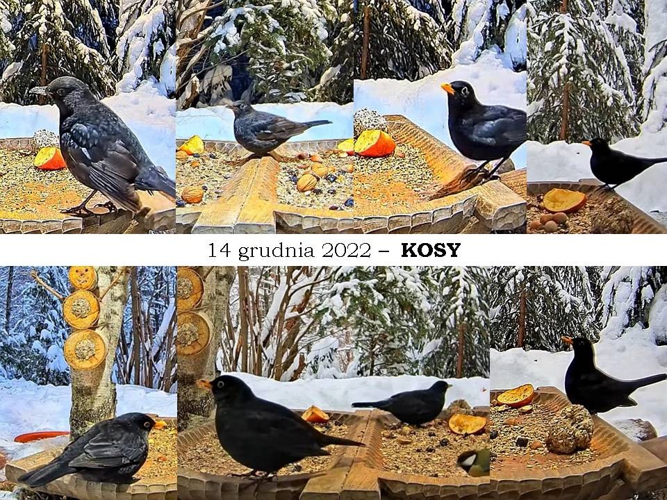 livebirdspoland_b7e02521db56b3ea026c8112c0f40f0e.jpg