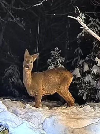 livebirdspoland_3383fe50f922b7d68a30bf4ad3ce4741.jpg