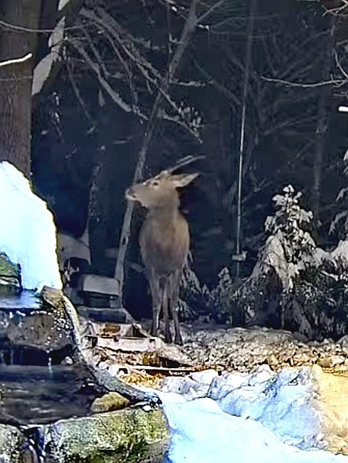 livebirdspoland_436affe80d10aee7972a9ec15a059422.jpg