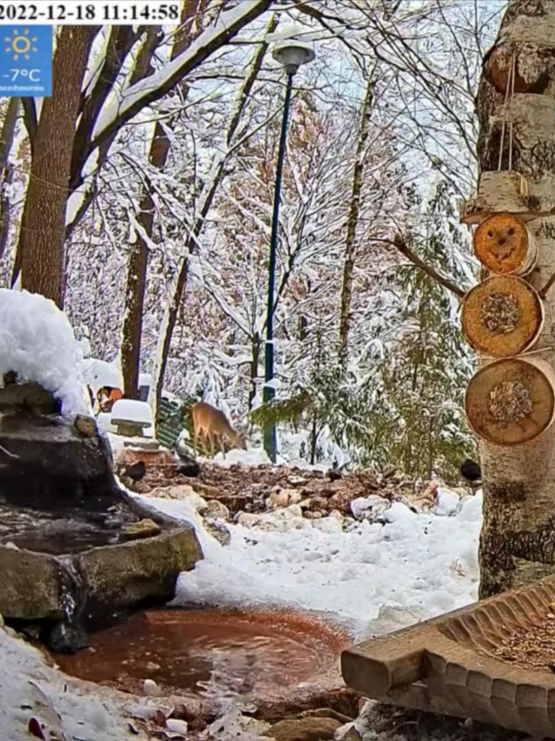 livebirdspoland_91f95c34e017ea3f660b6b6d6e6269c4.jpg