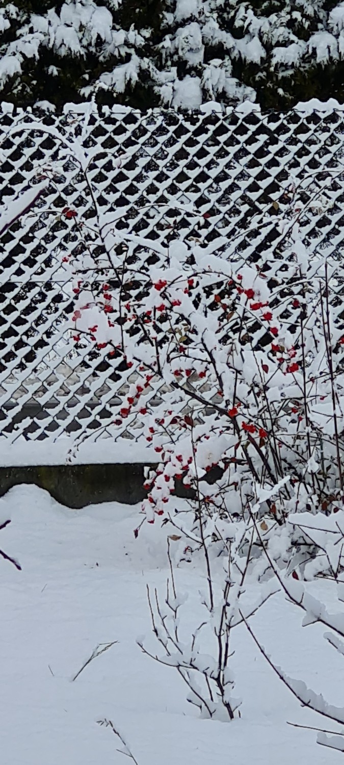 livebirdspoland_23b98e90823df385607b0ca38743bf74.jpg