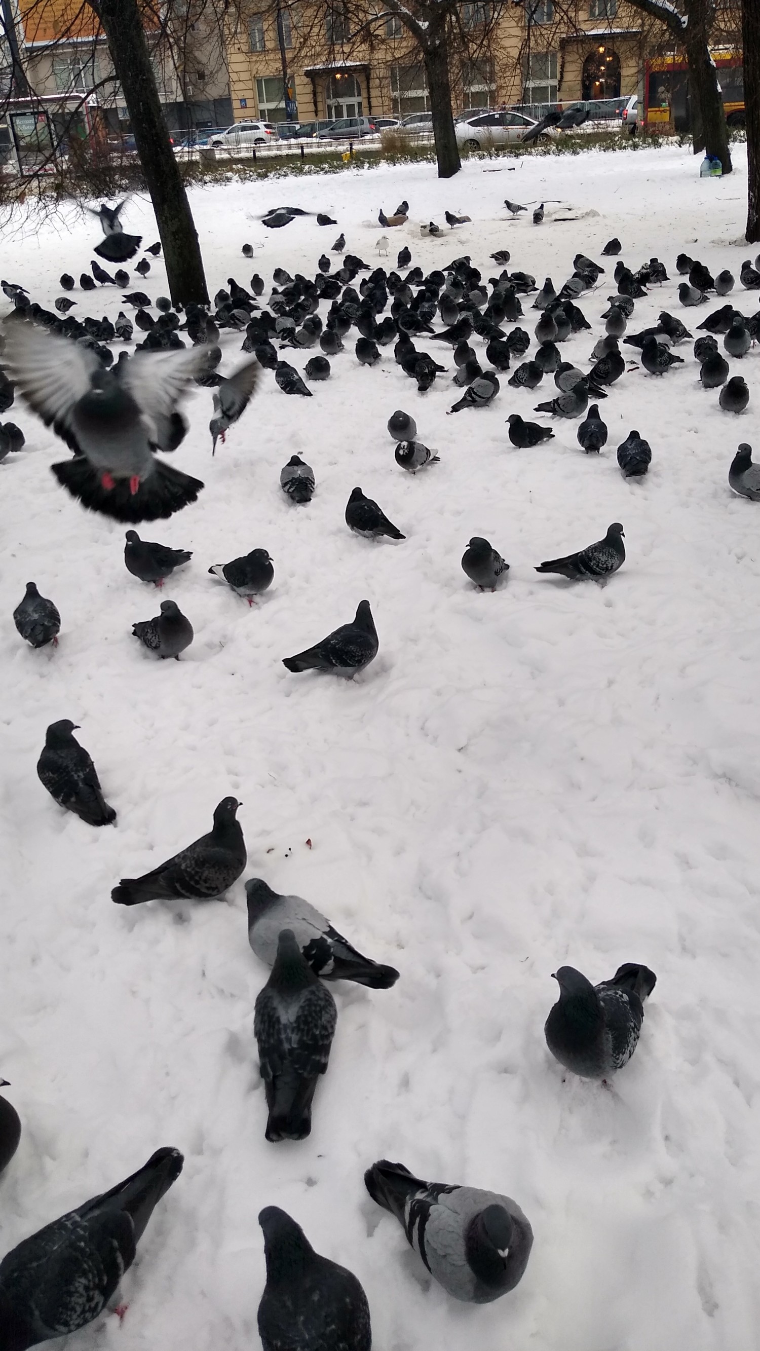 livebirdspoland_8f46e9ad222e34d229552e71c25fde2f.jpg