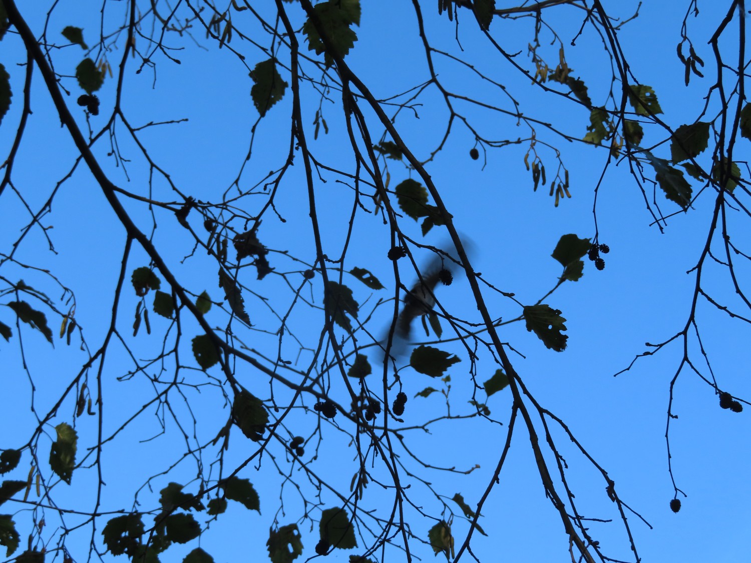 livebirdspoland_00d2b65adc04b65e965895d8eb766539.jpg