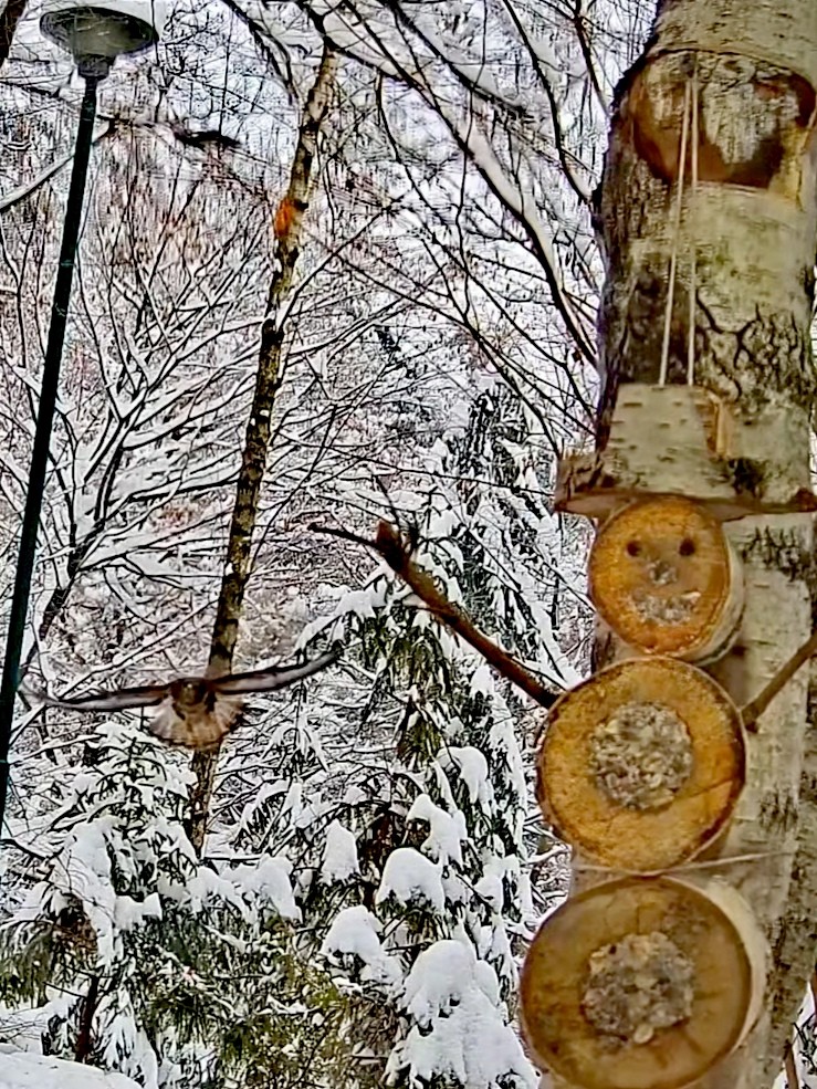 livebirdspoland_1392b5c7d926704634000e2f73c1dc43.jpg