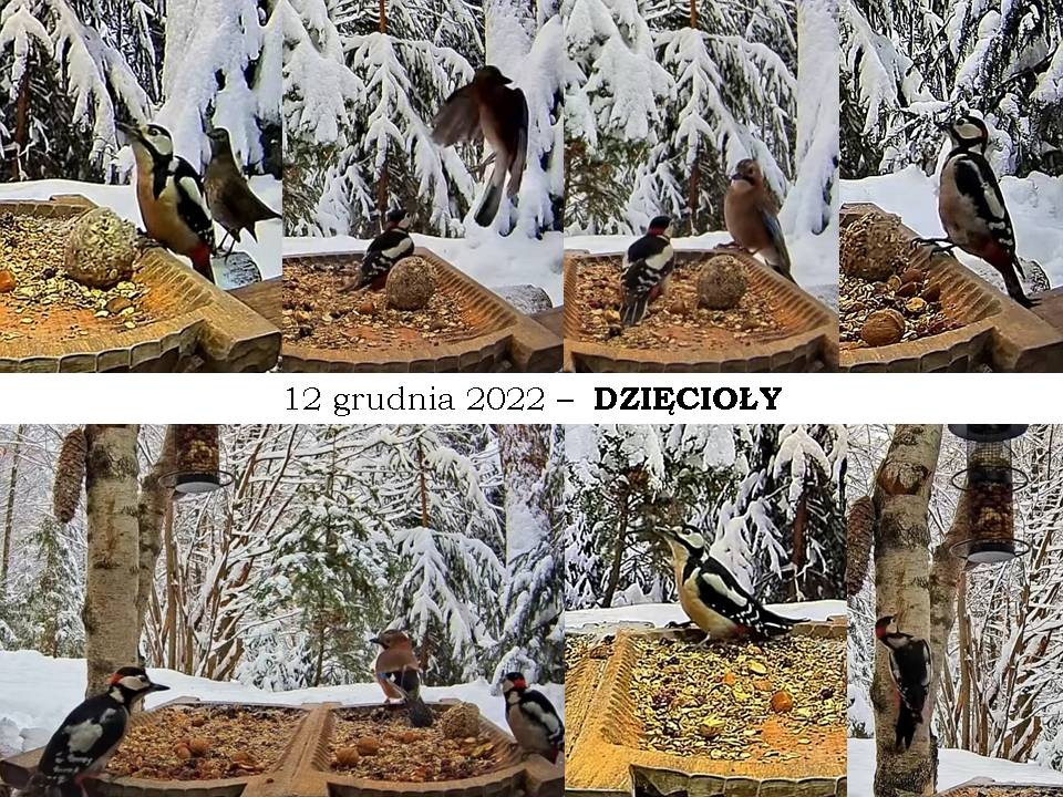 livebirdspoland_5bb415f0b0699f399b5f623c2969e449.jpg