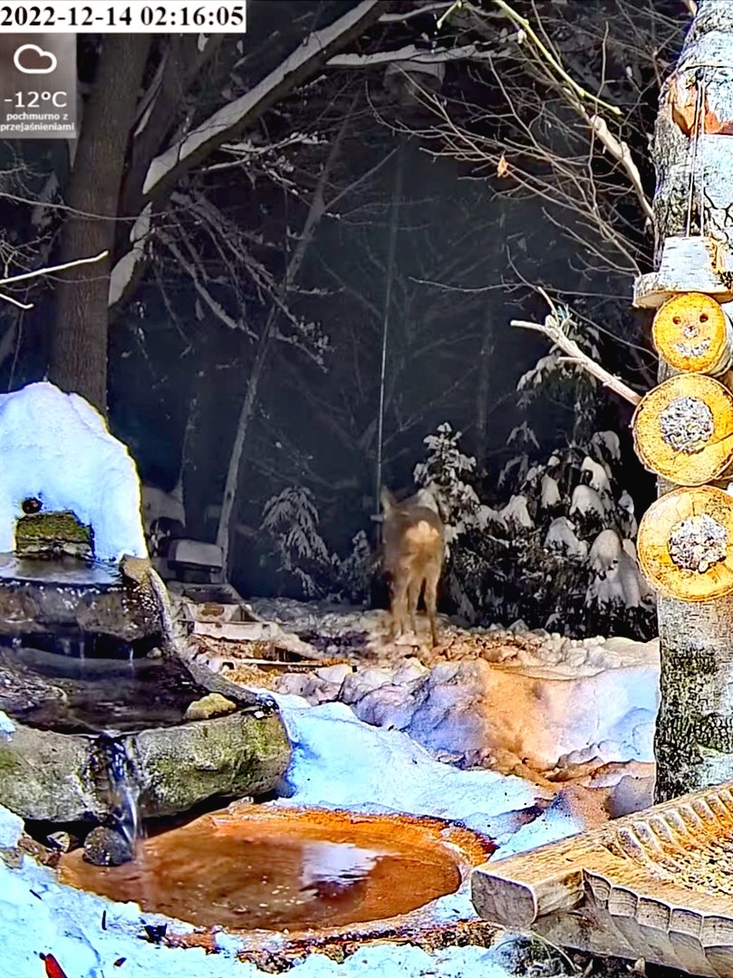 livebirdspoland_b0e327a67ce86a725af5399df6333058.jpg