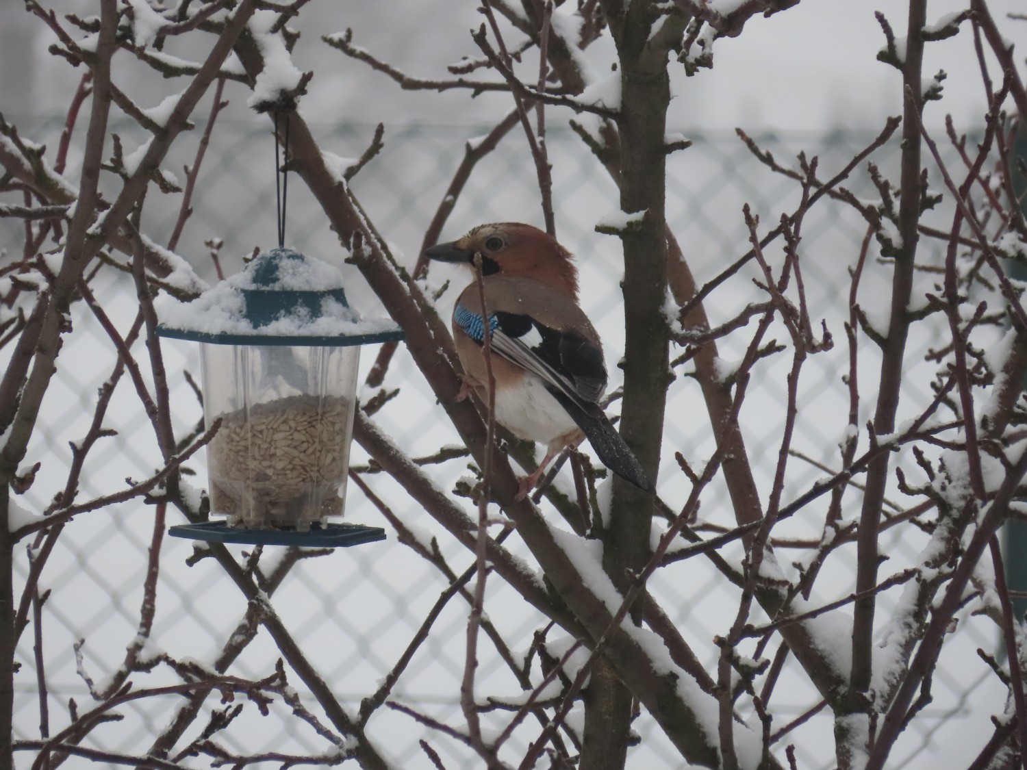 livebirdspoland_beba6fa01a75b31d0b62ee968e1b4115.jpg