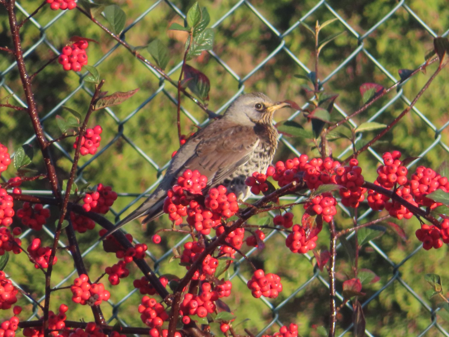 livebirdspoland_12afbeeaf56d571308c5e0997ce03361.jpg