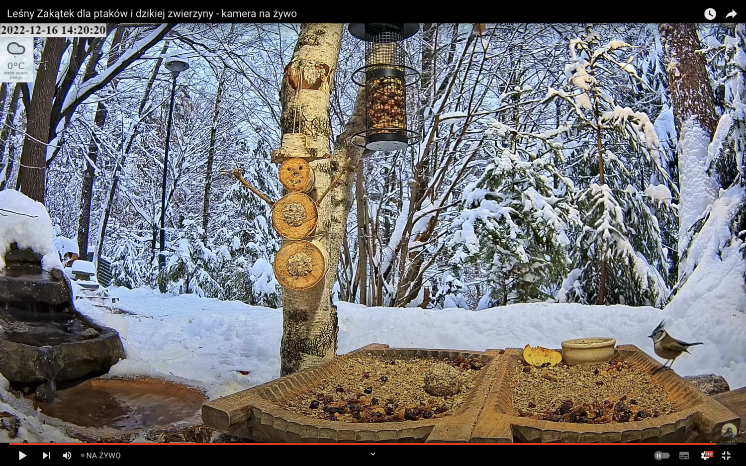 livebirdspoland_d77ce499ab6c0e6ca8d94b92e4e4803d.png
