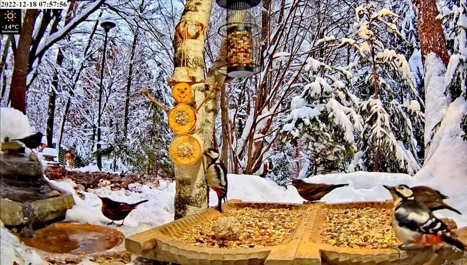 livebirdspoland_00edb0c8f3bd59dfeae9d5308c7b7127.jpg
