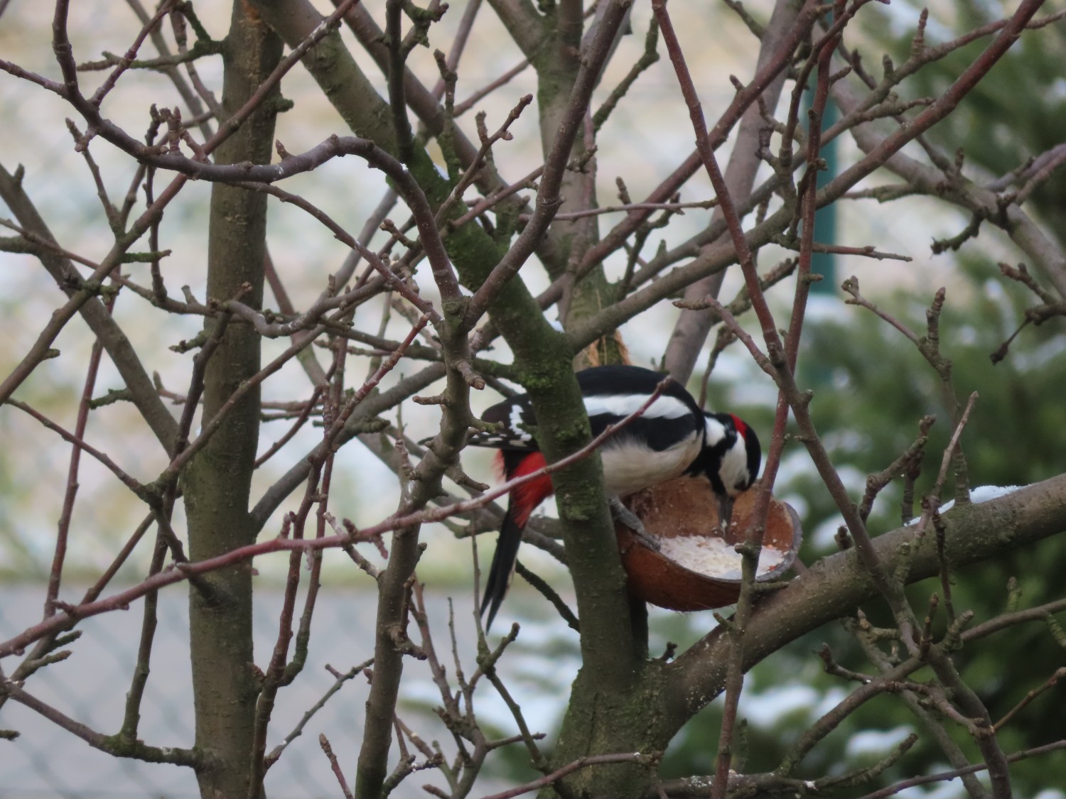 livebirdspoland_0d4c5f95c7a9d0e573129313d0f24596.jpg