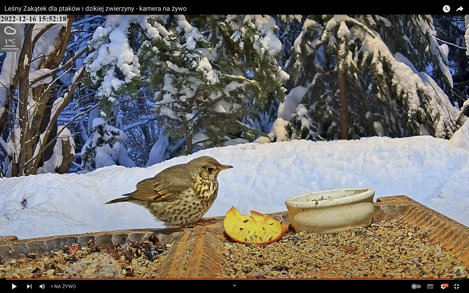 livebirdspoland_be1ad0324cc0872ce005de7d599c6992.png