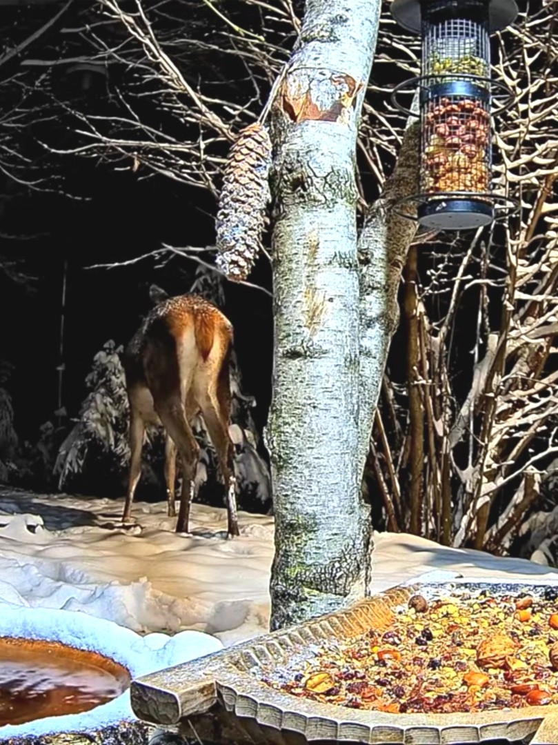 livebirdspoland_712a9b3904674c6046cd22a6eeb447a2.jpg