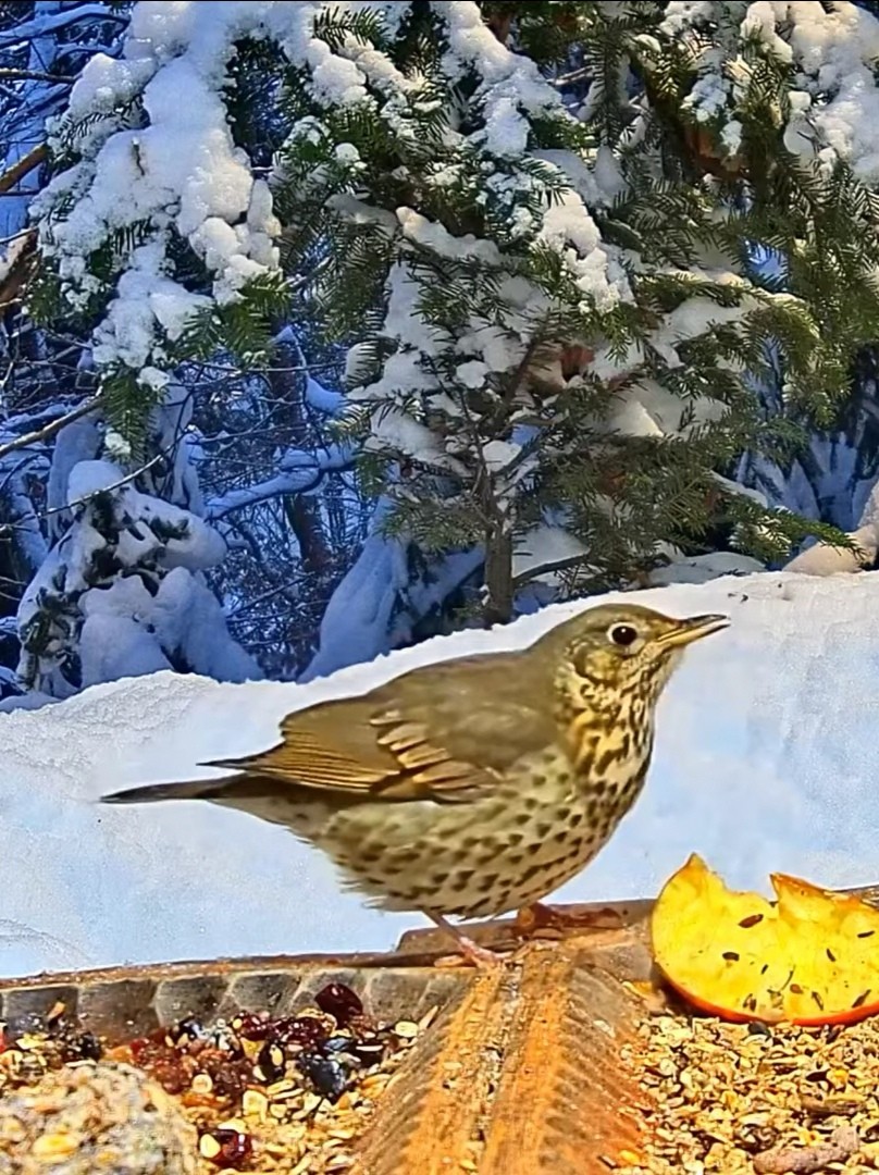 livebirdspoland_a07e3501dc56e01a5155219c97142e86.jpg