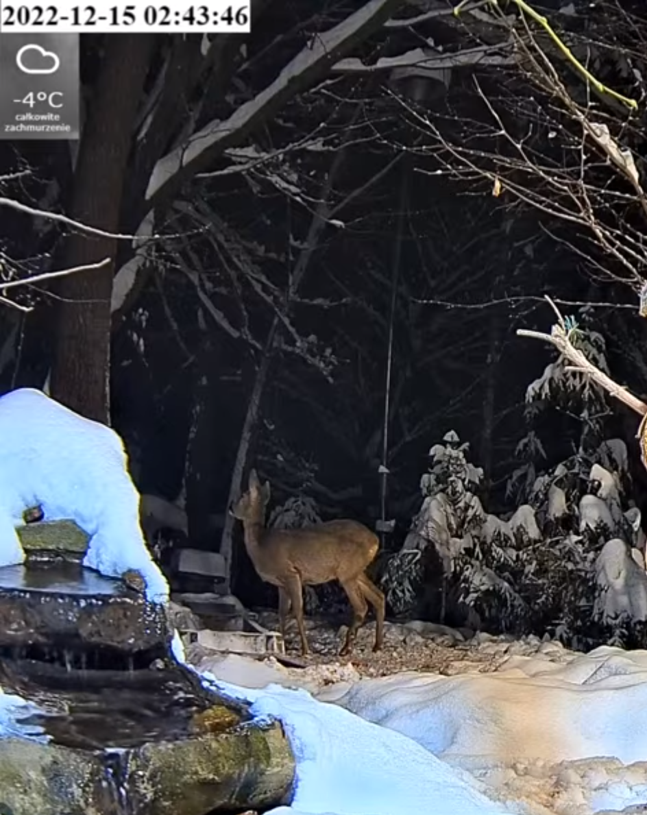 livebirdspoland_f7956f92f89aa7145350f9633d474030.png
