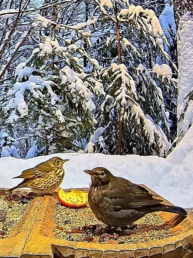 livebirdspoland_062bc48bc5fe1878e002b26c5513d206.jpg