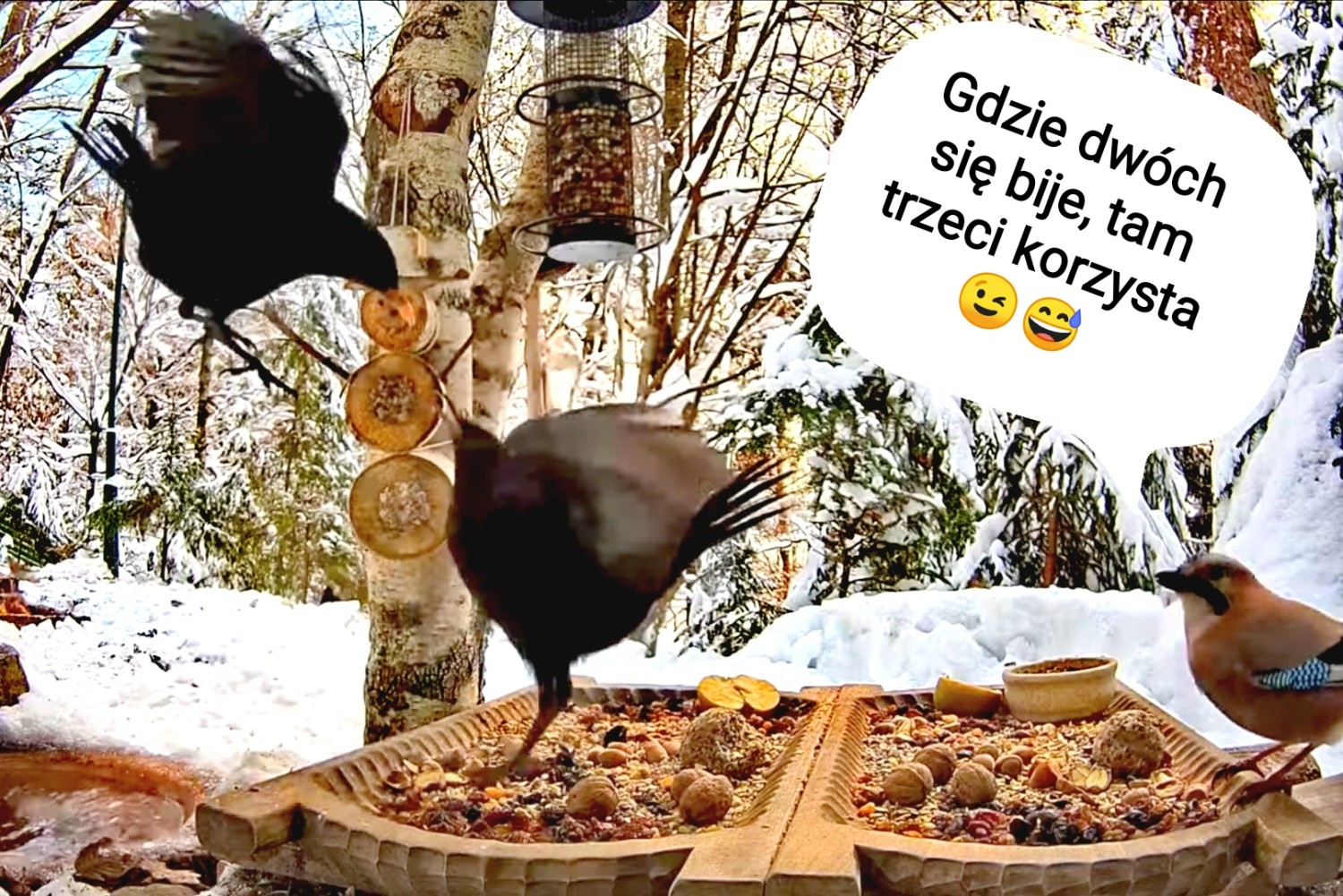 livebirdspoland_92a7a8085cbae68645a8eb5b79f4ffb2.jpg