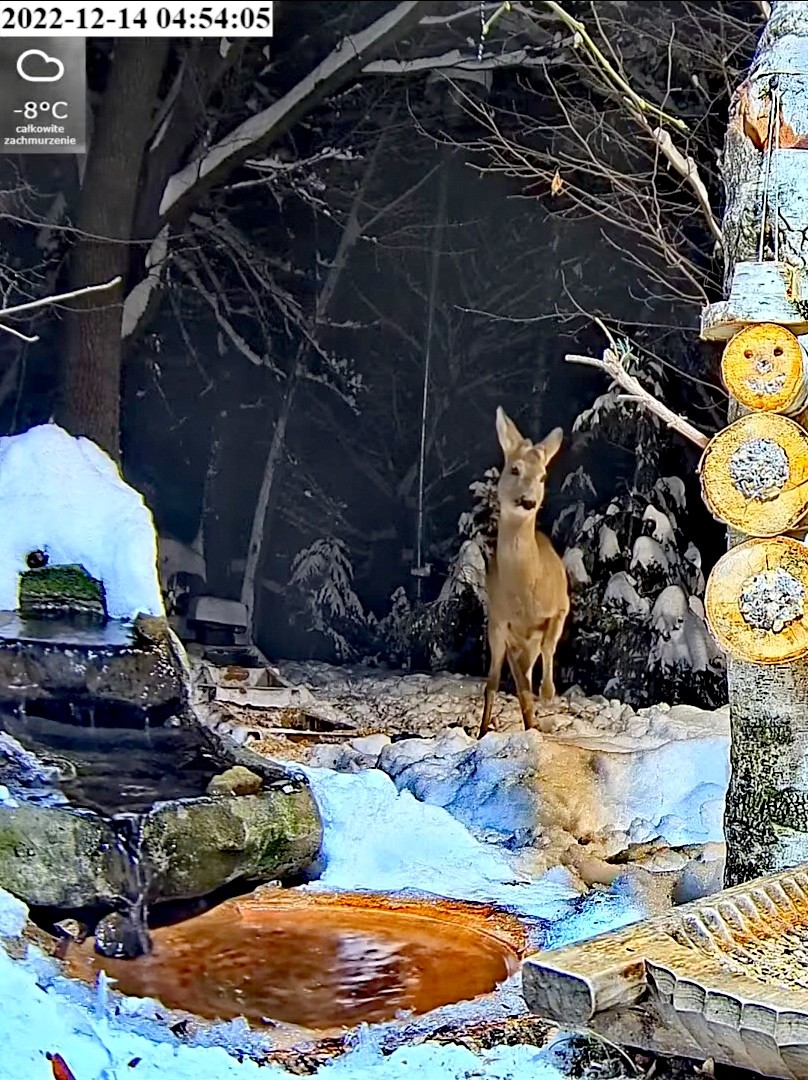livebirdspoland_dde8b41e9a1e379d5f492cbf452b183a.jpg