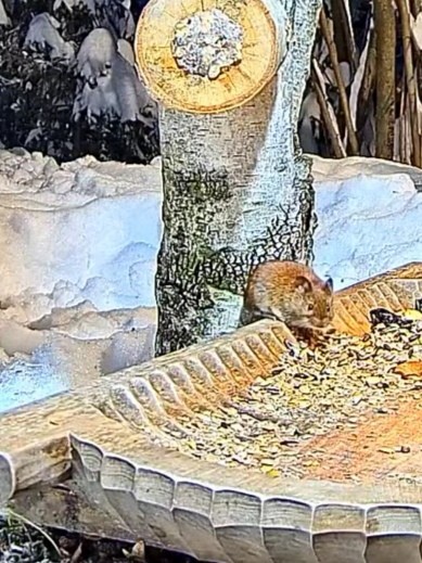 livebirdspoland_cc3e647718ccf000e3c135b7b2f9341d.jpg