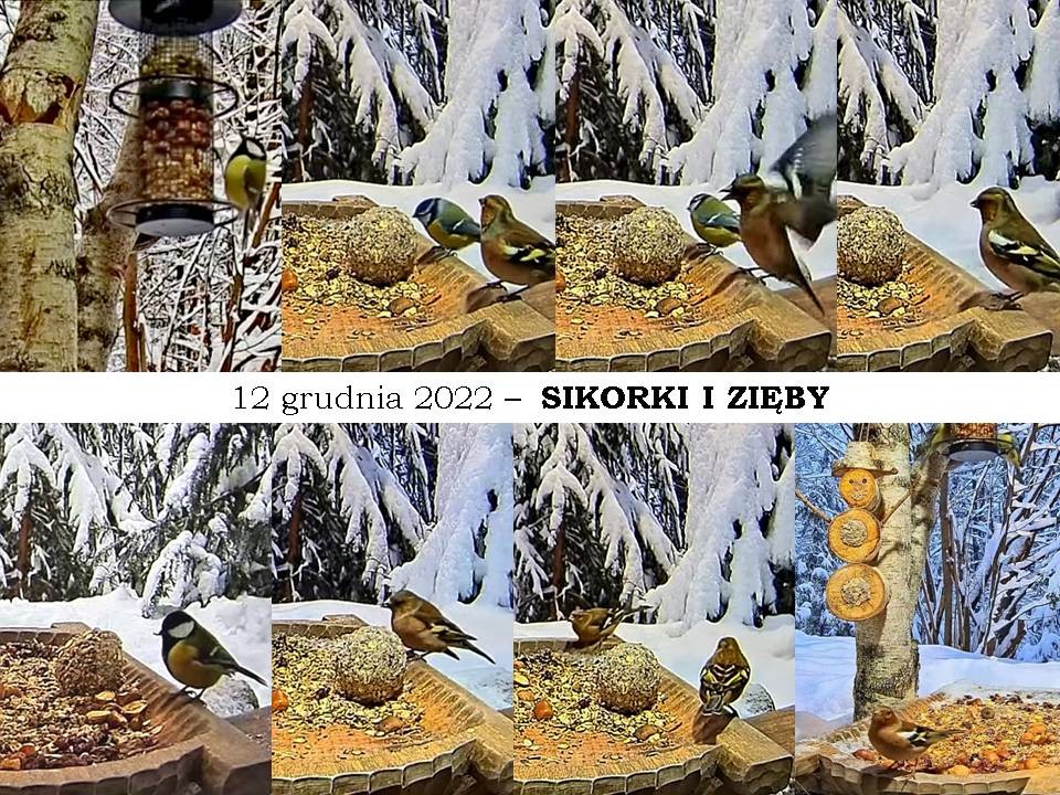 livebirdspoland_cc68c2eb8c205d9ad43126c685d716bb.jpg