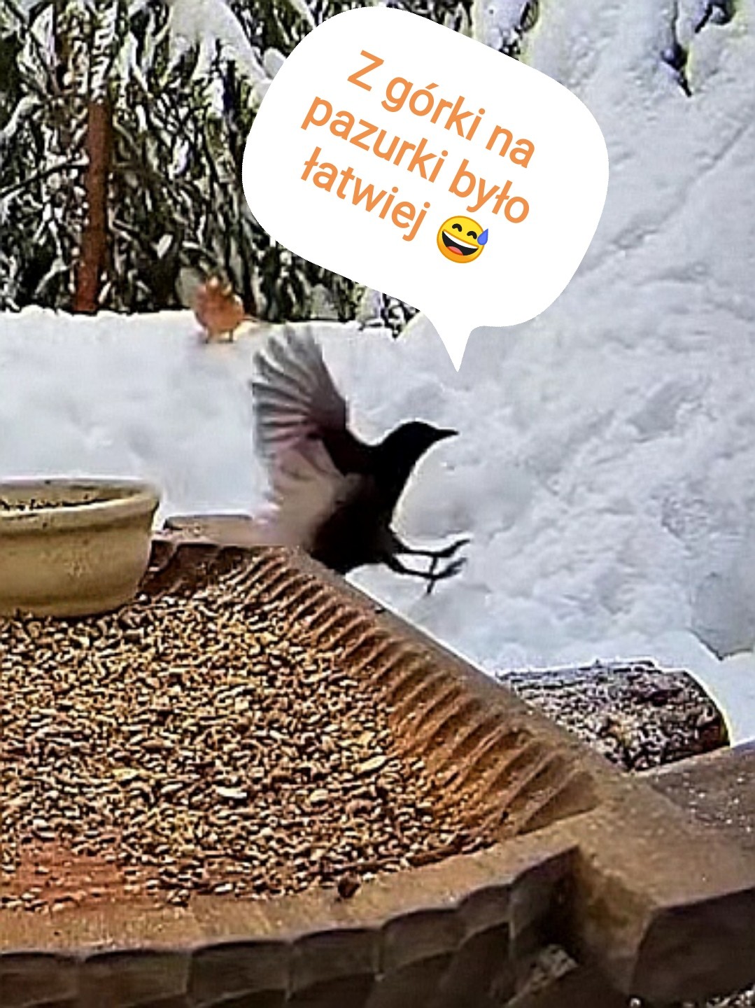 livebirdspoland_efb2a05e57ac11353f8abb1ba83703f6.jpg