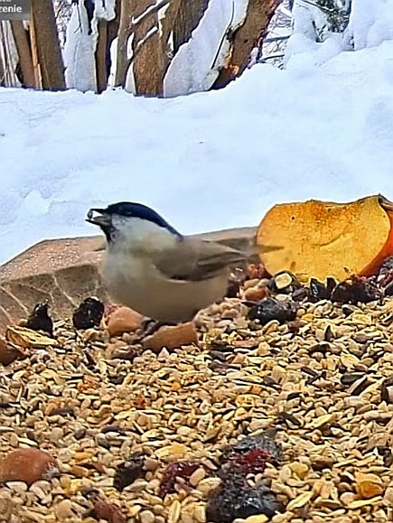 livebirdspoland_ce0ea5642b198a086050384793cbe0f3.jpg