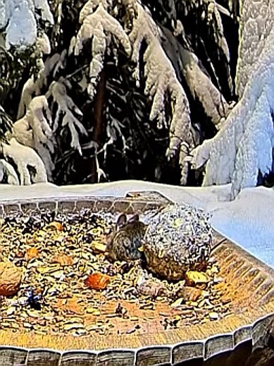 livebirdspoland_b03757f6bd7d9c0eefc3996a7f8da71e.jpg