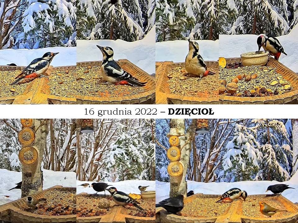 livebirdspoland_70eba5a89aa72ded5c2260a58c83d344.jpg