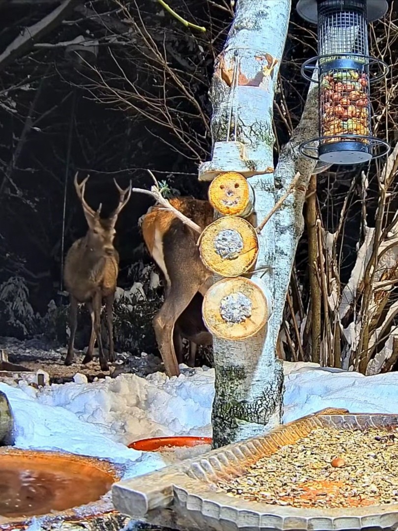 livebirdspoland_5ee011a594385a1f19b7f90d787d9667.jpg