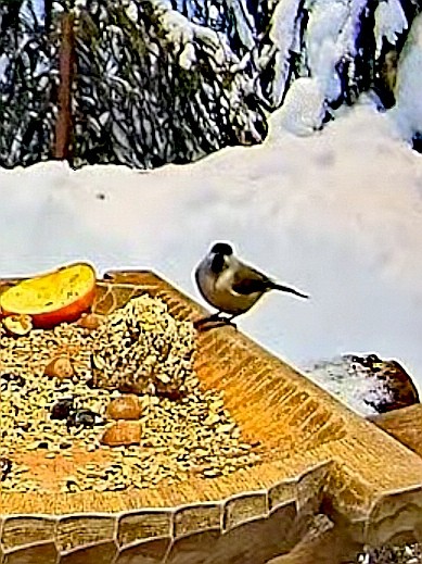 livebirdspoland_bee6d14ed2e83be3ee8cc7a910eca296.jpg