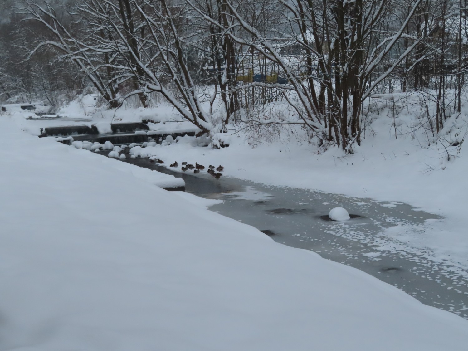 livebirdspoland_7525a4762b06028b332c0ad09b0be4d7.jpg