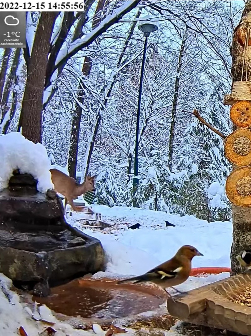 livebirdspoland_7b85797dca01b054aa56d5b6d0adc72e.jpg