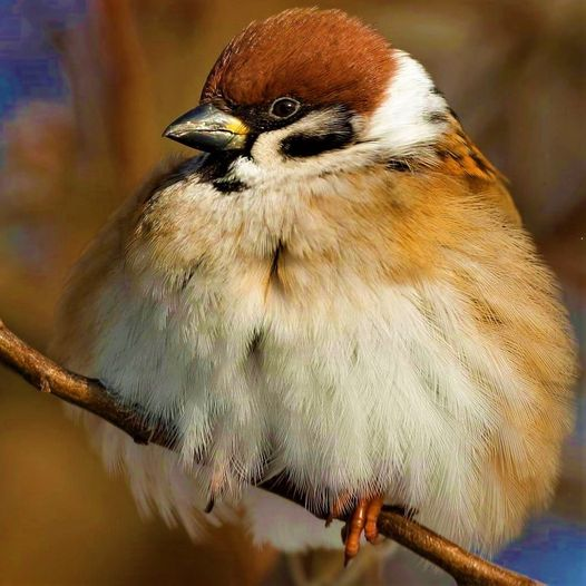 livebirdspoland_236727139c7f874ca7b383768c2f5c60.png