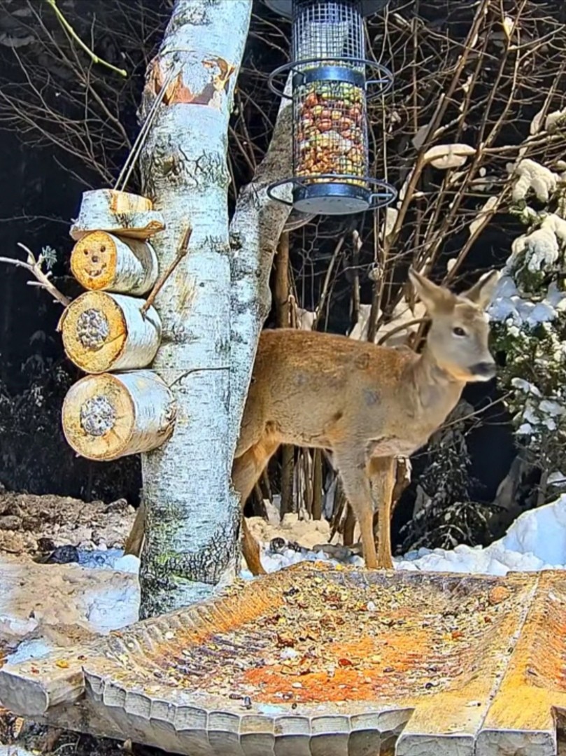 livebirdspoland_cf51a08eb2671cacac7fb15837fa360e.jpg