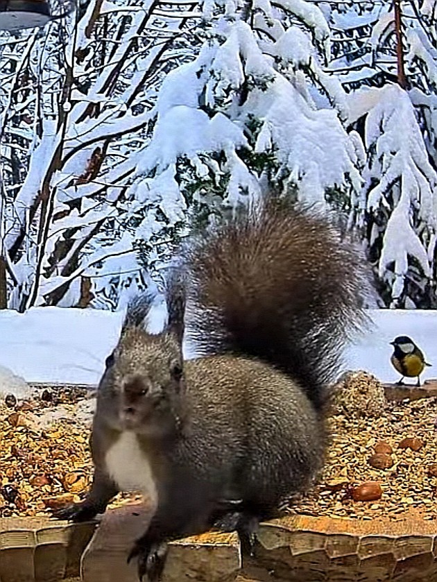 livebirdspoland_cb048c6401383b476769ec7ac31fadd1.jpg