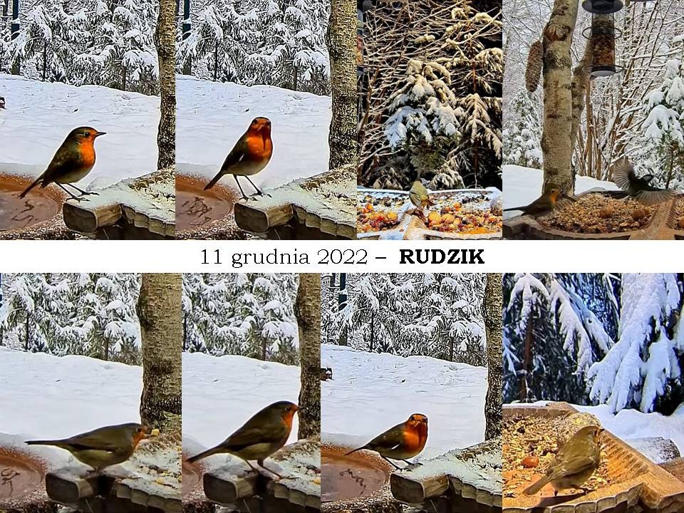 livebirdspoland_1a527d886977cccf7d00b0d307af301e.jpg
