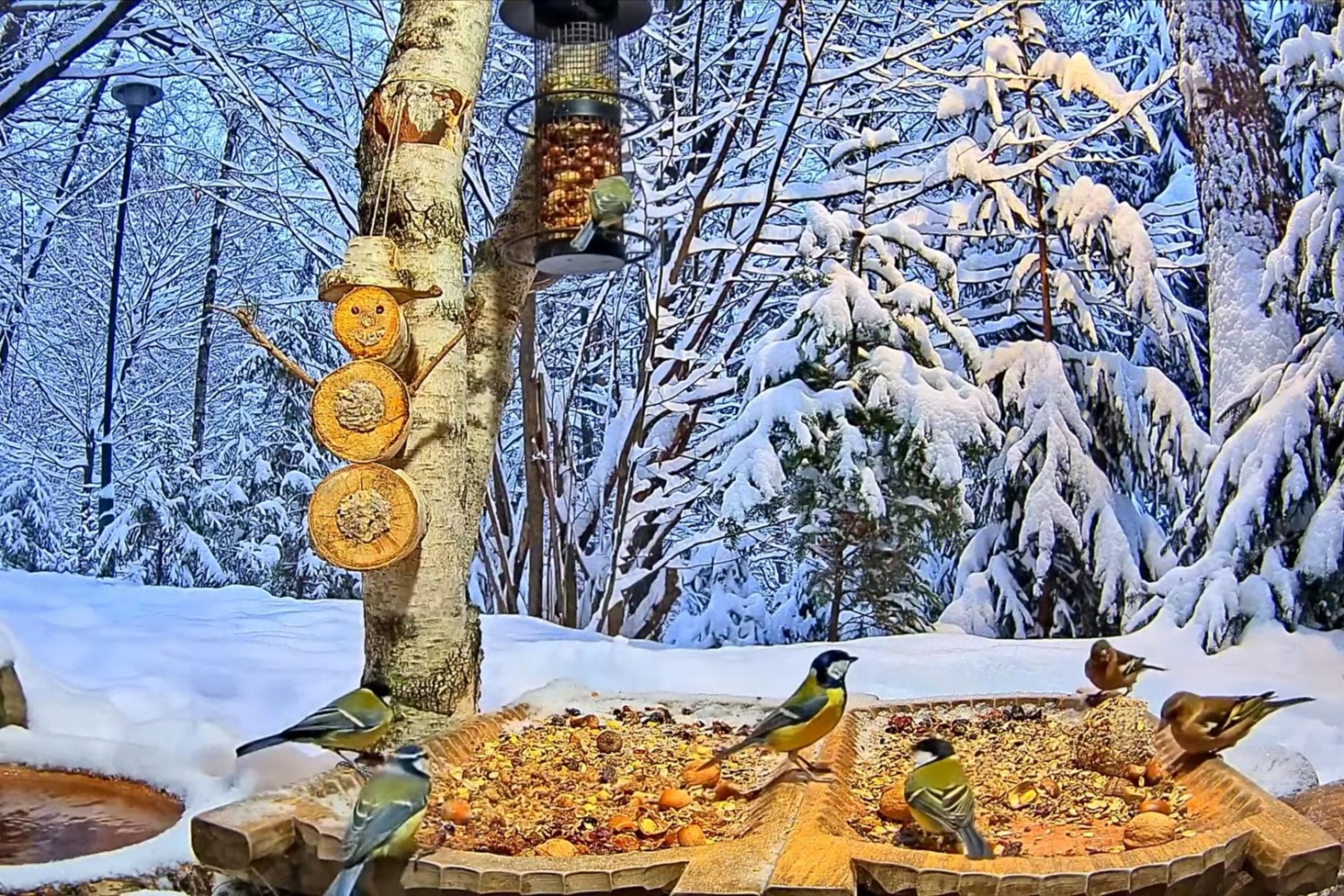 livebirdspoland_0362b39ec720ea2cde3ddd4557de3a05.jpg