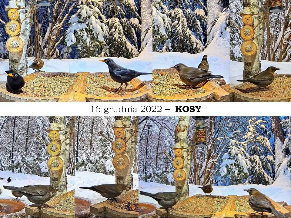 livebirdspoland_c5d438abb66264817927e795951a74a8.jpg