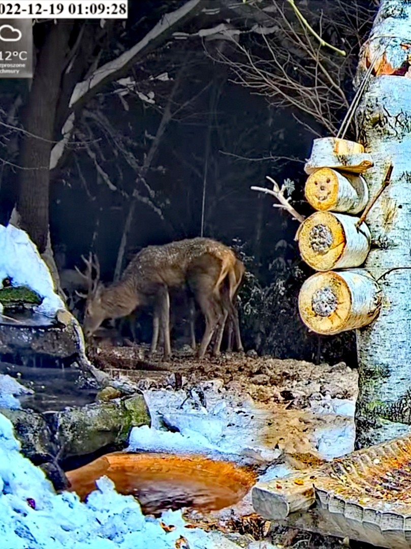 livebirdspoland_0b58c07f858c54224888f97fa16e4ec0.jpg