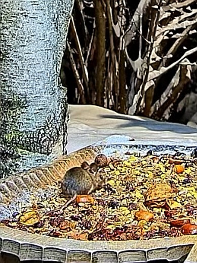 livebirdspoland_cc4c5601c837b9ca0e35a6a4893c4e6c.jpg