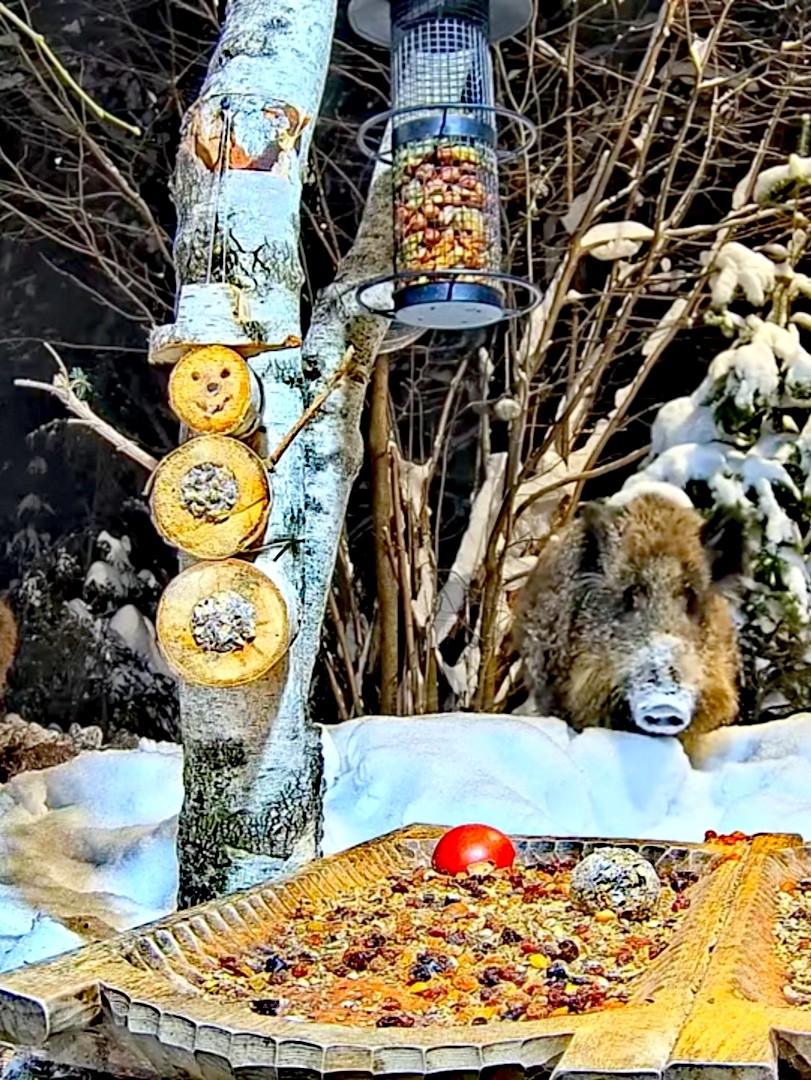 livebirdspoland_edb678a19aaafcecfd0d6e15037deb02.jpg