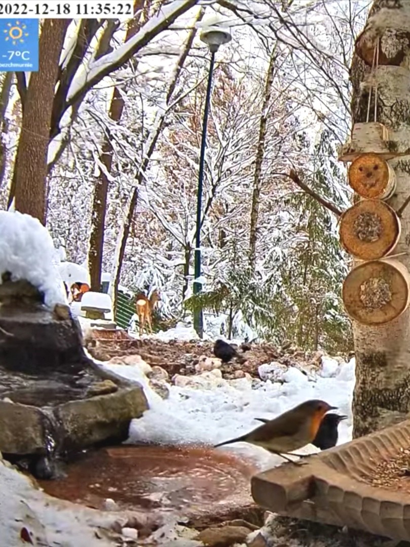livebirdspoland_0ae9063a766d6193f92d2e7aa5c572a4.jpg