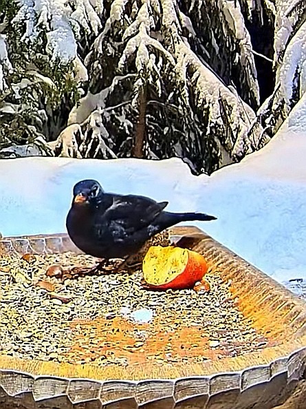 livebirdspoland_9932493ab93633c85e0901b47ee5e4d5.jpg