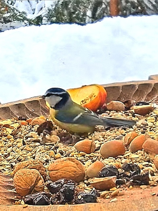 livebirdspoland_34ed94466d1cf27b293eb30e9c8b887e.jpg